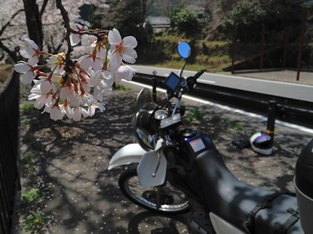 下北山村で桜ツーリング・7