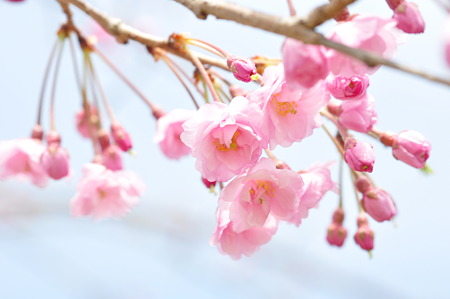 河村瑞賢公園桜2