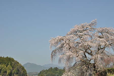 又兵衛桜・2