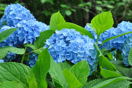 河村瑞賢公園の紫陽花・4