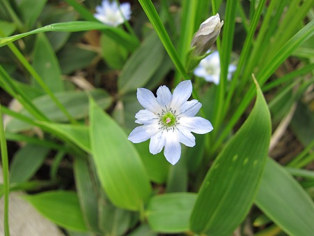 c-110710-093435 花