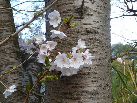 20120407_桜 (3)