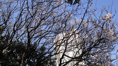 ほぼ満開の寒桜