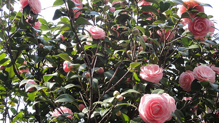 教室横 庭の薔薇 きれい