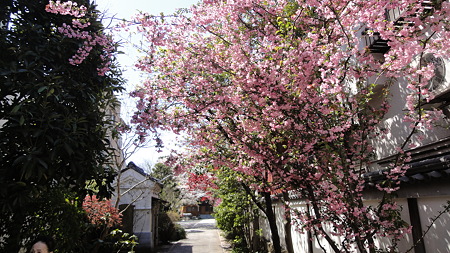品川宿 桜色とりどり
