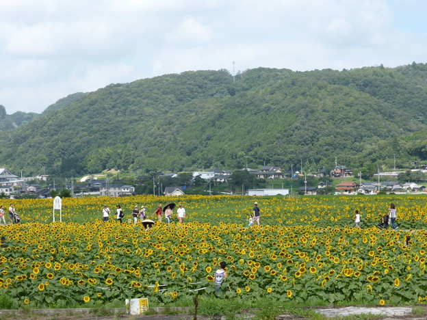 佐用町南光の林崎エリアのひまわり畑