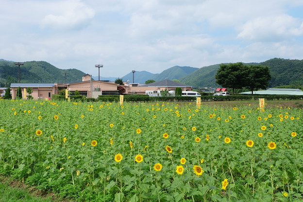 東徳久地区のひまわり畑