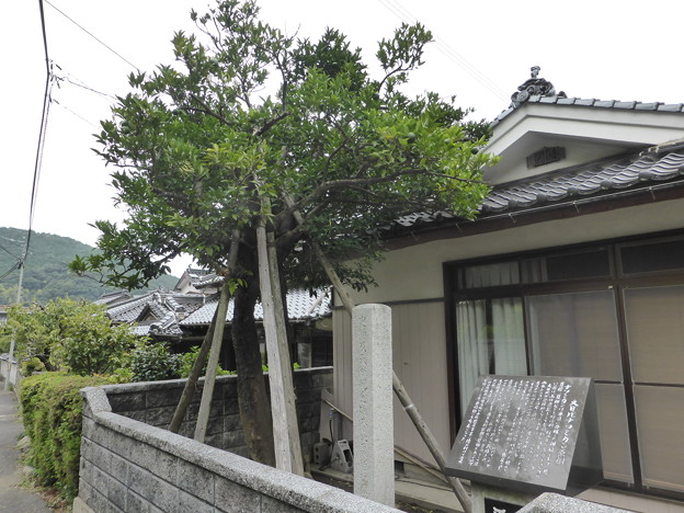 西本邸の大日比ナツミカン原樹