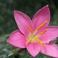 Photos: サフランモドキの花