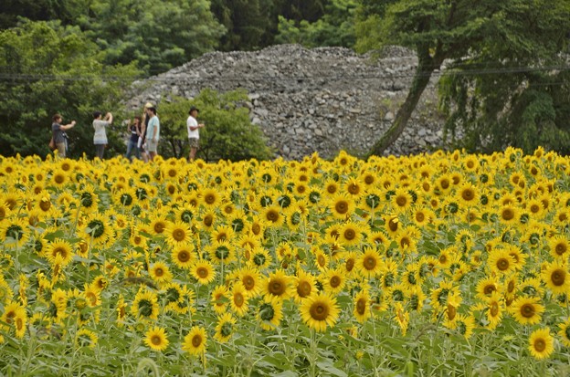 矢巾ひまわり畑 10 写真共有サイト フォト蔵