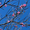 Photos: 桜？じゃないよね？？ピンク色の花