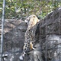 Photos: 多摩動物公園111029-ユキヒョウのマユ-01