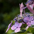 Photos: 公園の紫陽花
