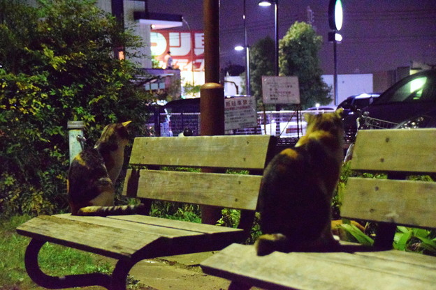公園の野良猫