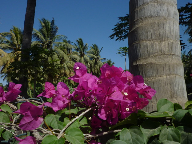ｵｱｼｽの花とﾅﾂﾒﾔｼ　Flowers and Date palms
