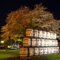 Photos: サッポロビール園の夜桜