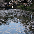 奥卯辰山健民公園　池の白鳥と桜