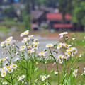 Photos: 畦道に咲く花